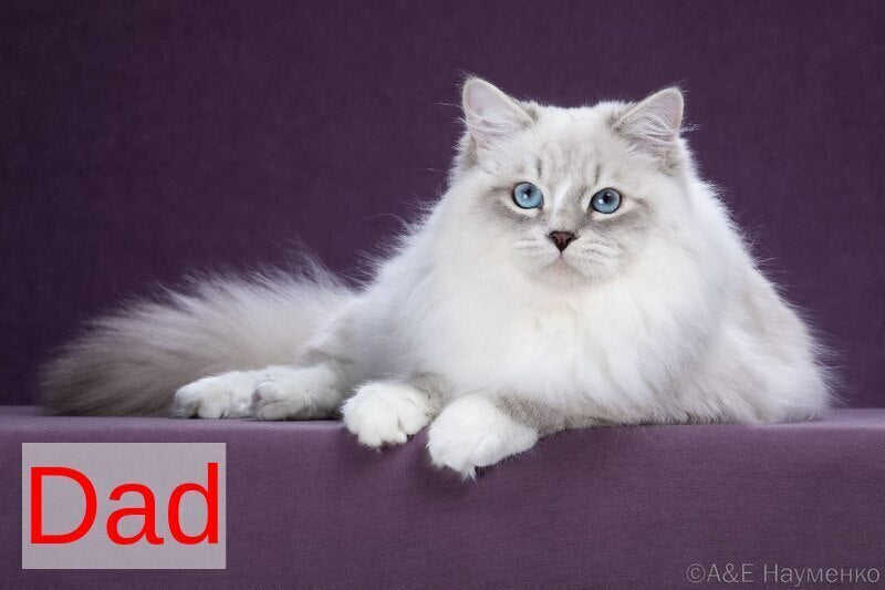 Ester Neva Masquerade female, blue tabby pointed bicolour