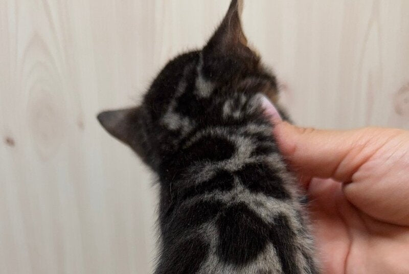 Pretty Bengal female, black spotted tabby