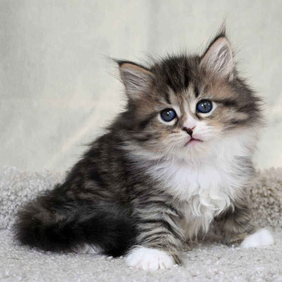 Lukas Siberian male, black spotted tabby with white