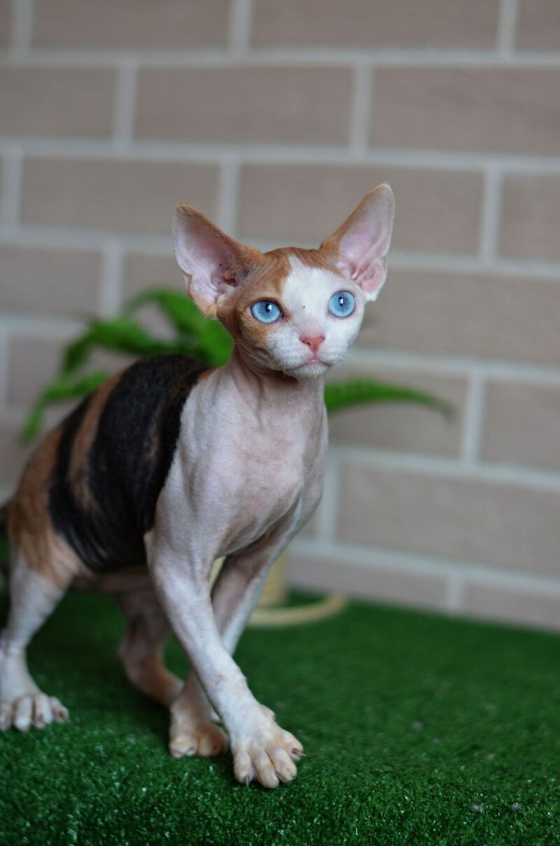 Romashka Devon Rex female, black tortie bicolour