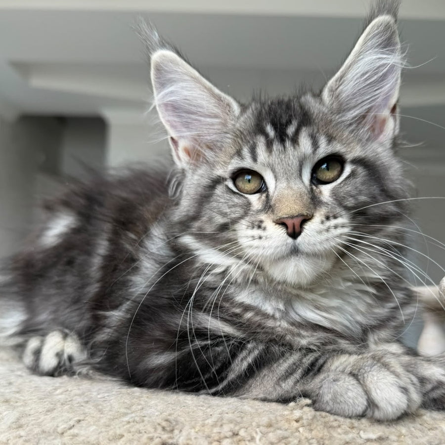 Jeya Maine Coon female, black silver tabby