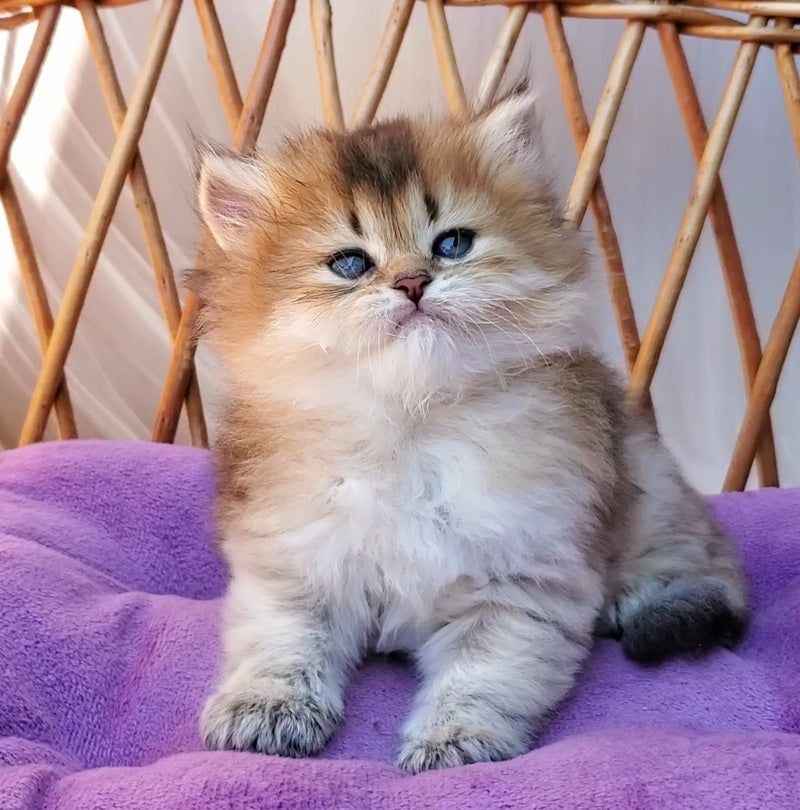 Zeus British Longhair male black golden ticked tabby - live animals