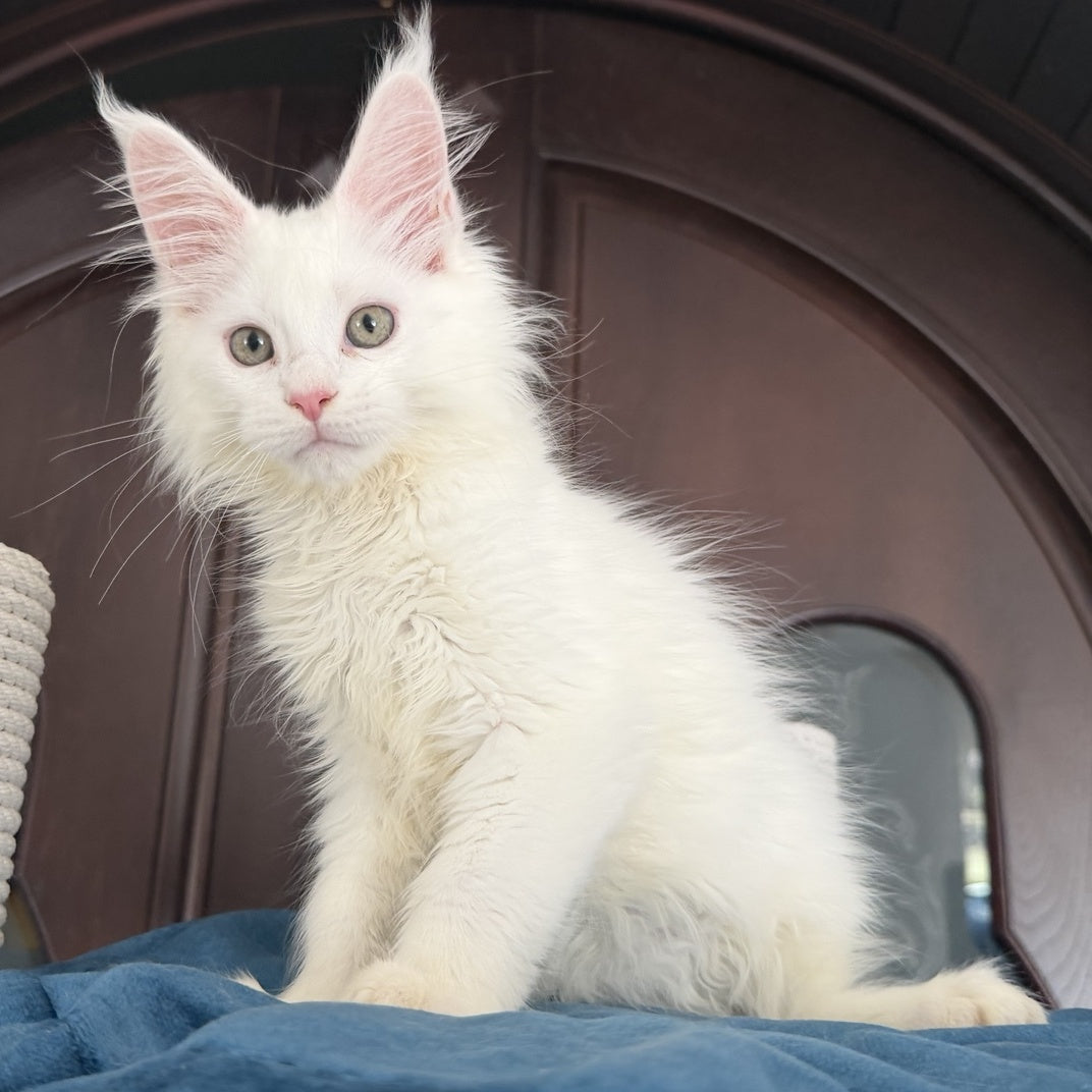 Baron Maine Coon male, white