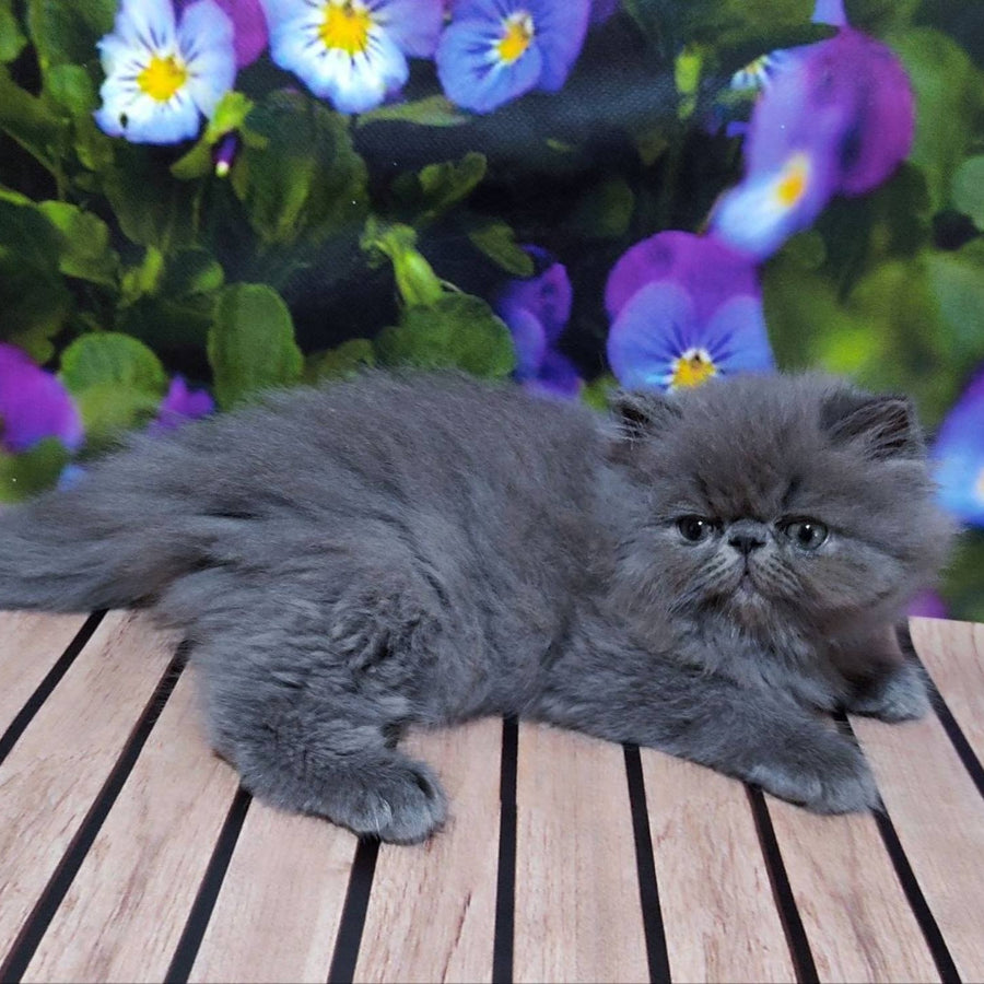 Sensey Persian male, blue