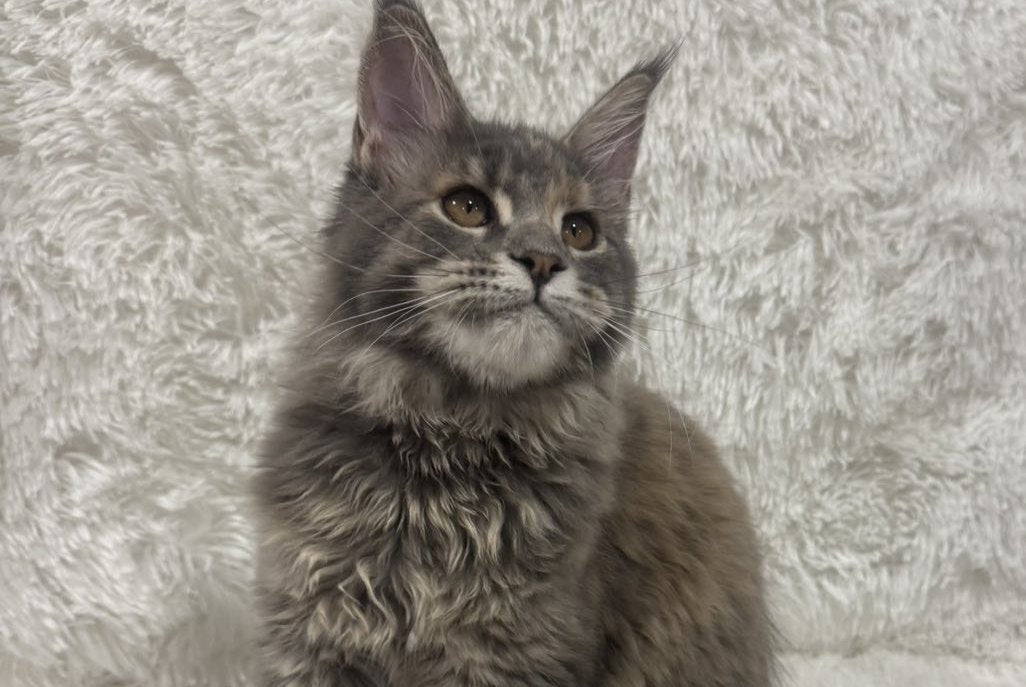 Fiona Maine Coon polydactyl female, blue tortie spotted tabby