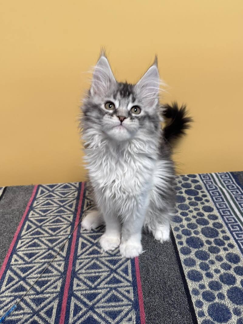 Jasmine Maine Coon female black silver ticked tabby live animals