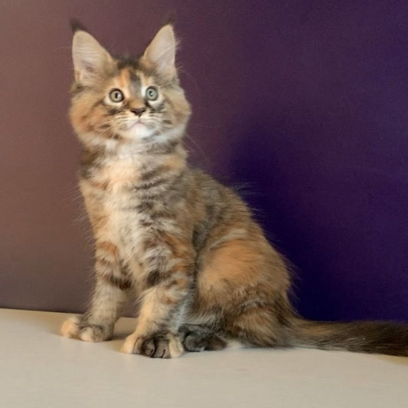 Rafaela Maine Coon polydactyl 6x6x6x6 female, black tortie tabby