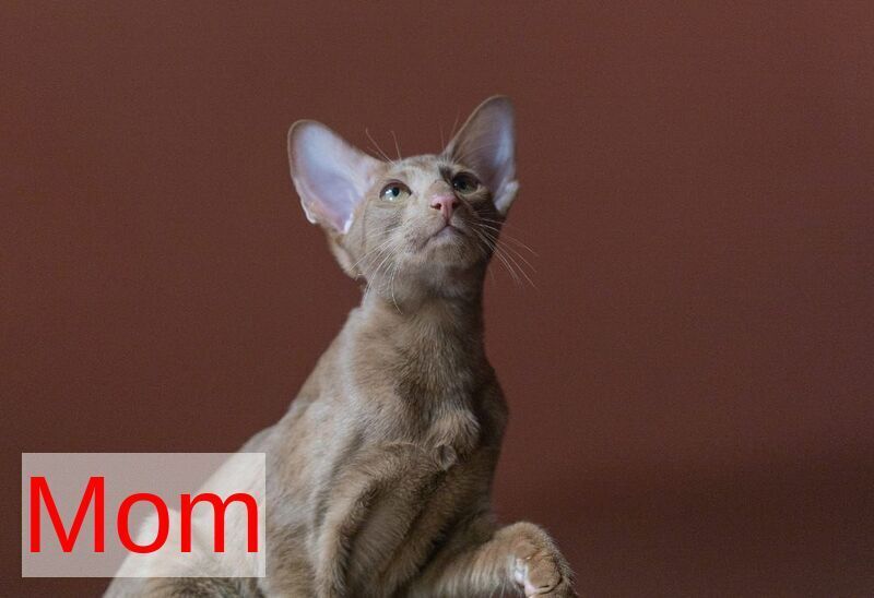 Yuvelir Siamese male, cinnamon