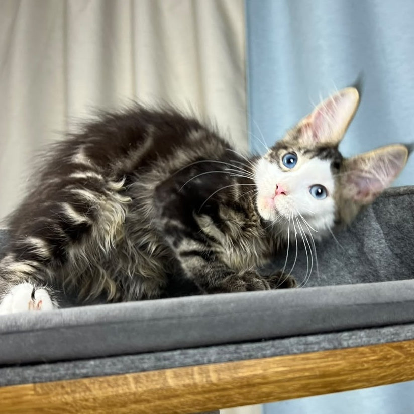 Penelope Maine Coon female, black tabby with white