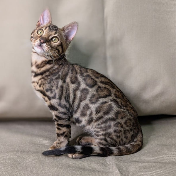 Dаrcy Bengal female, black spotted tabby
