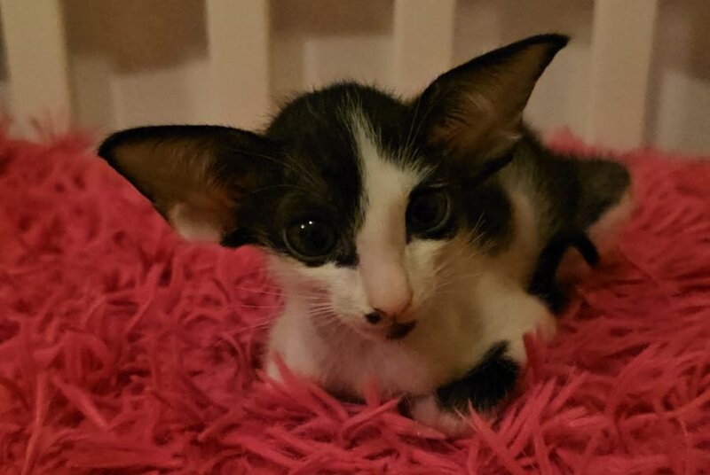 Sindy Oriental Shorthair female, black bicolour