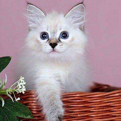 Juliet Siberian female, black with white tabby pointed