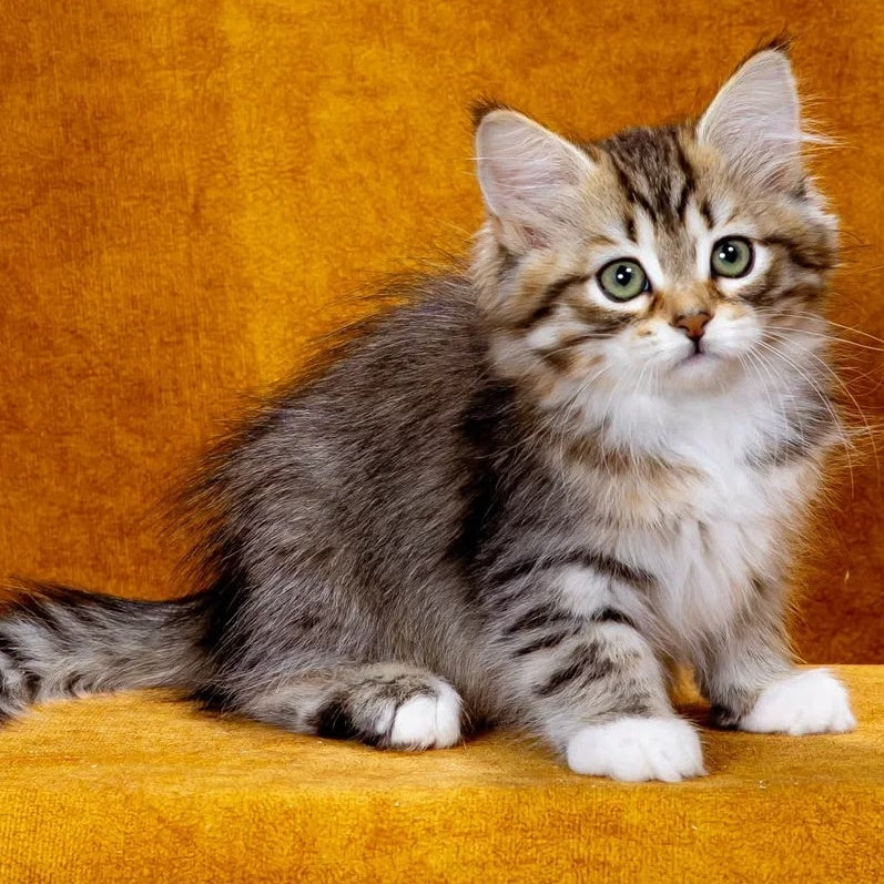 Iveria Siberian female, black with white spotted tabby