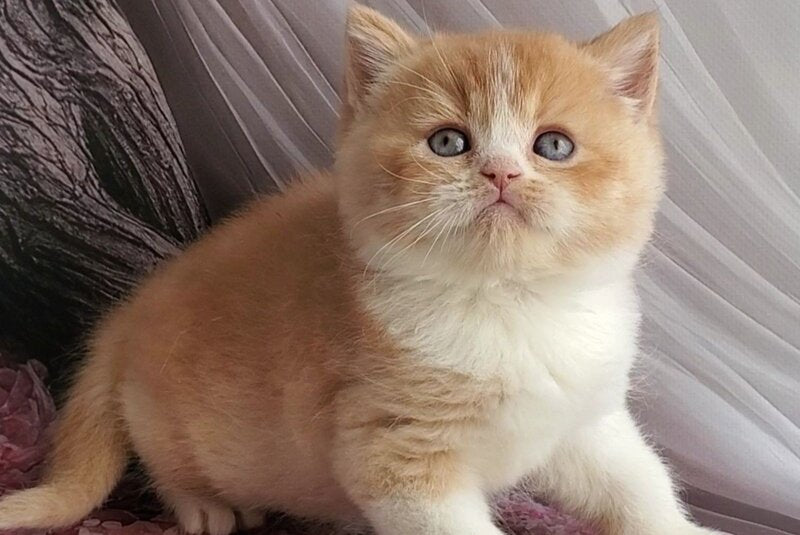 Unique British Shorthair male, red bicolour
