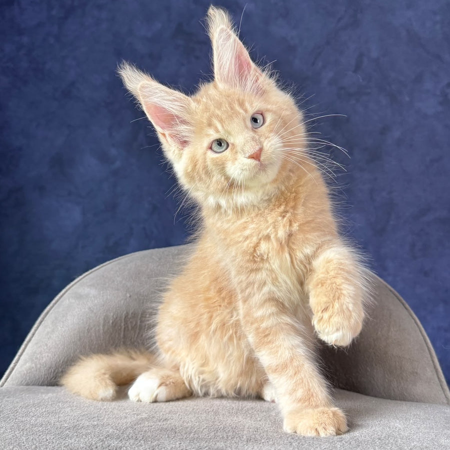 Romka Maine Coon male, cream tabby with white