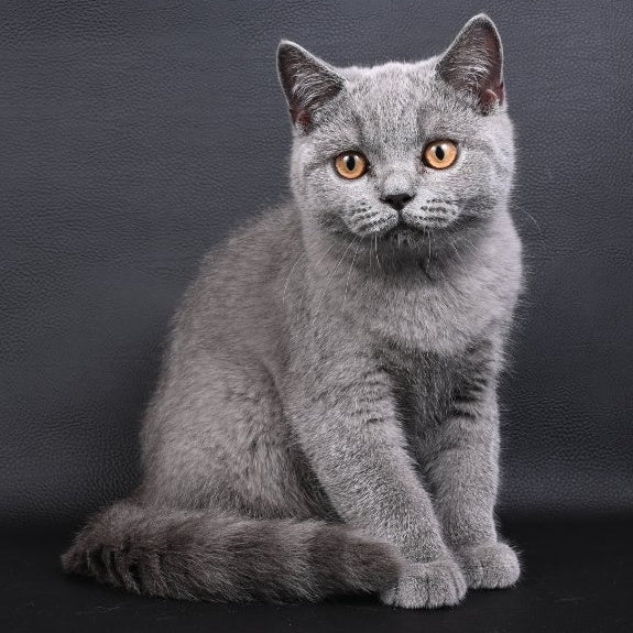 Earl Grey British Shorthair male, blue