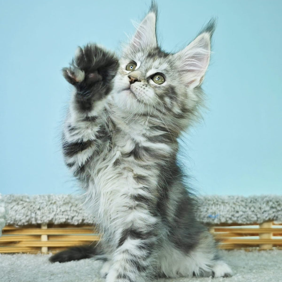 Hanna Maine Coon female, black tortie silver tabby