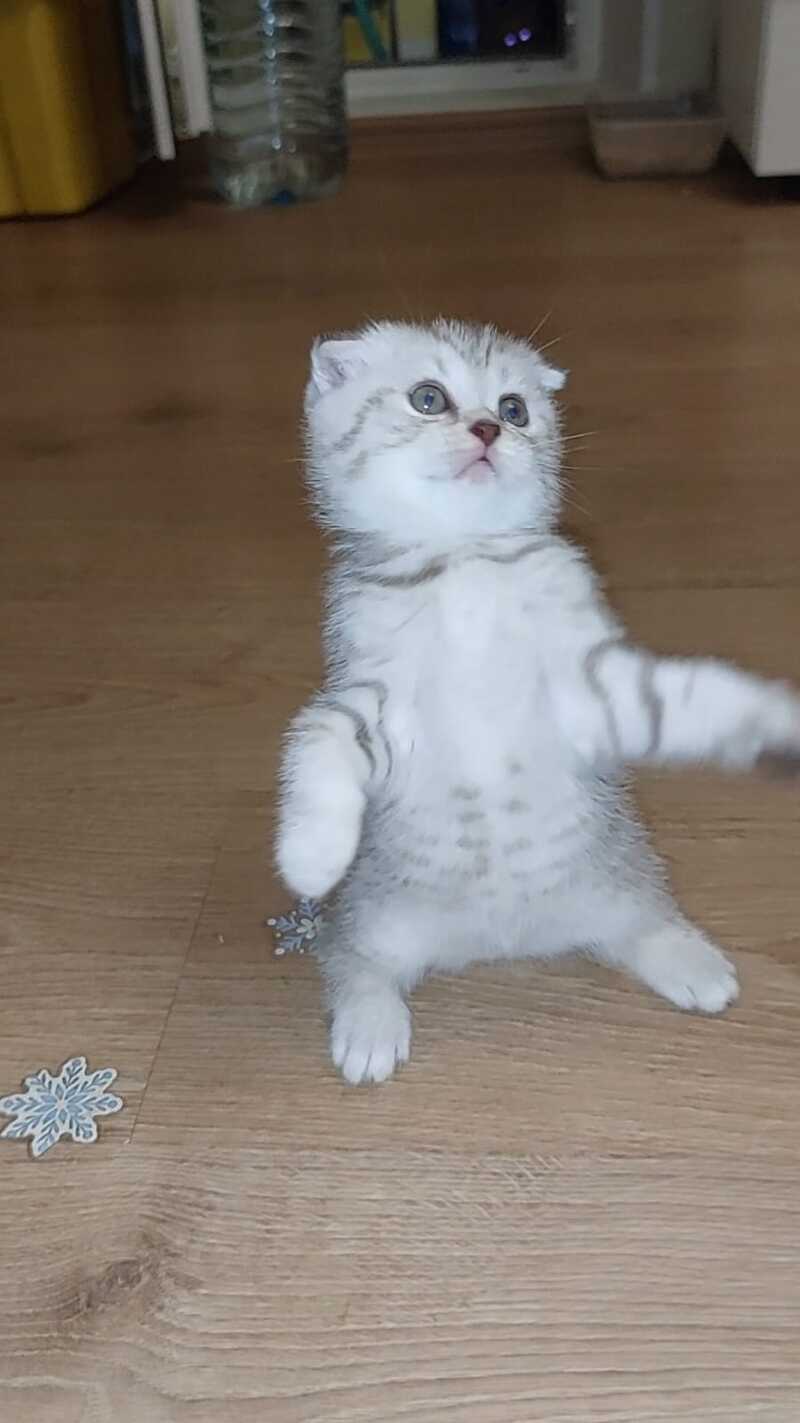 Mia Scottish Fold female, lilac silver spotted tabby
