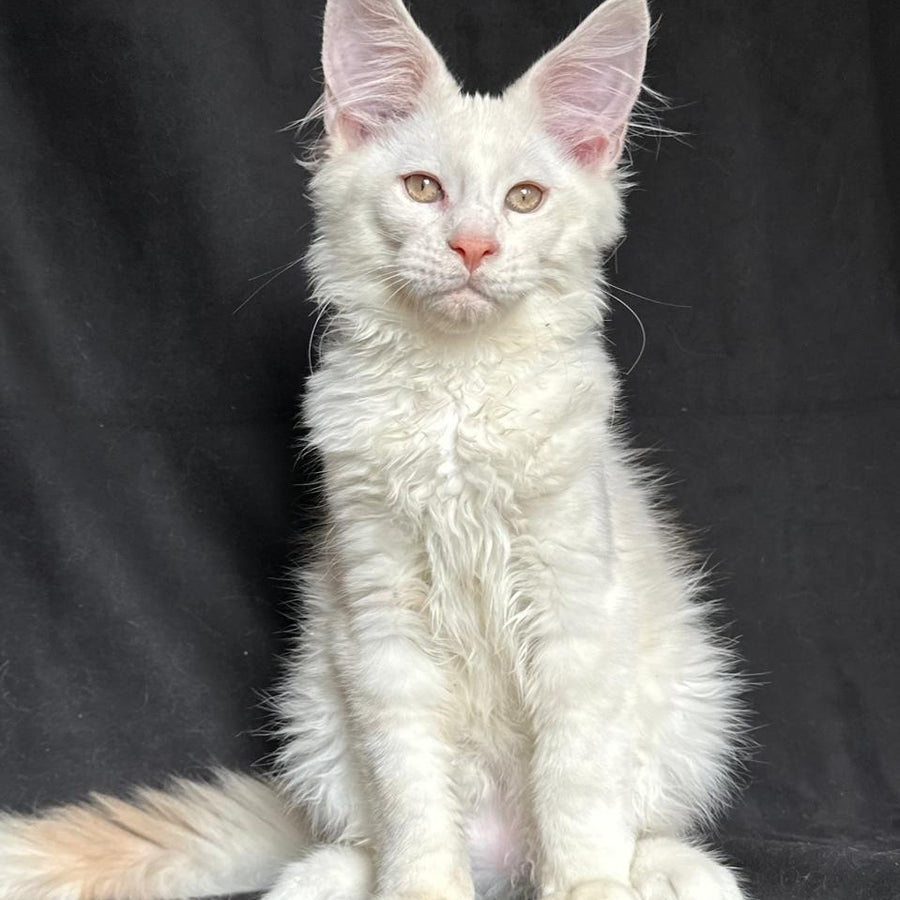 Juno Maine Coon male, red silver shaded