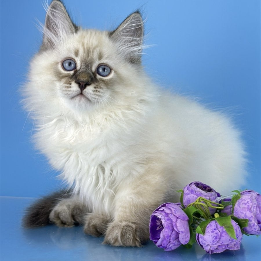 Archer Siberian male, black tabby pointed