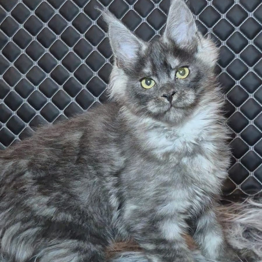 Byron Maine Coon polydactyl 5x5x5x6 male, black silver