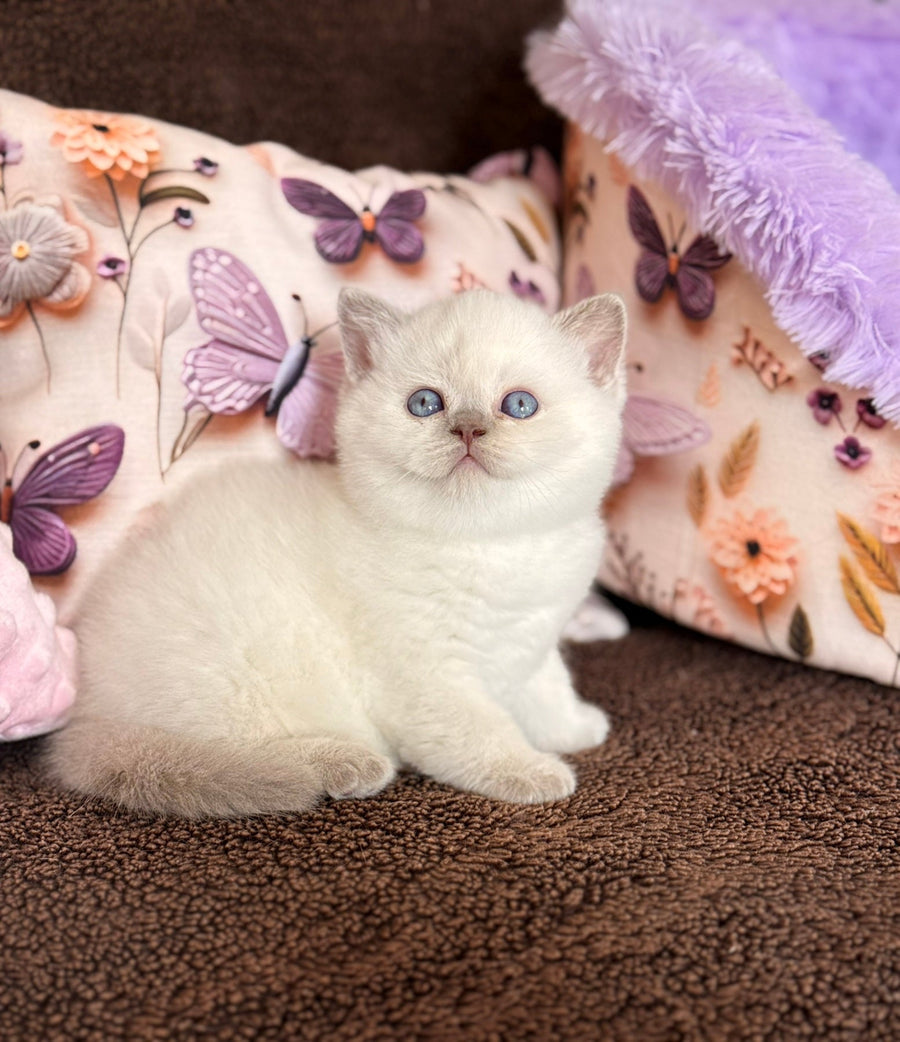 Beauty British Shorthair female fawn pointed - live animals