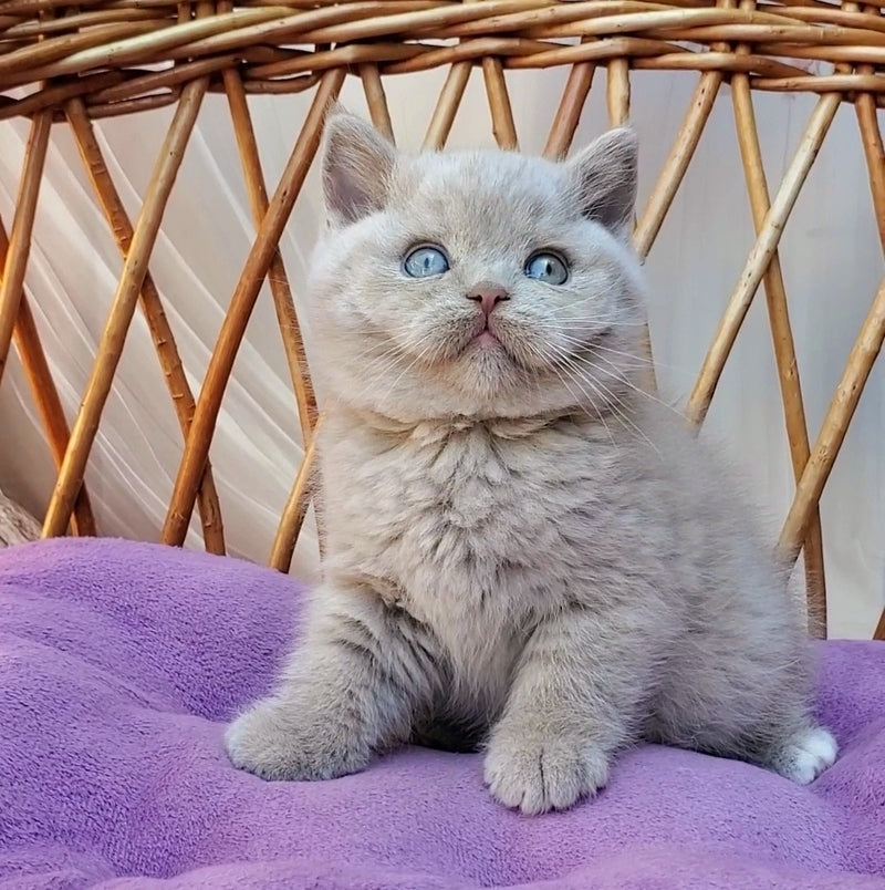 Xenon British Shorthair male, fawn