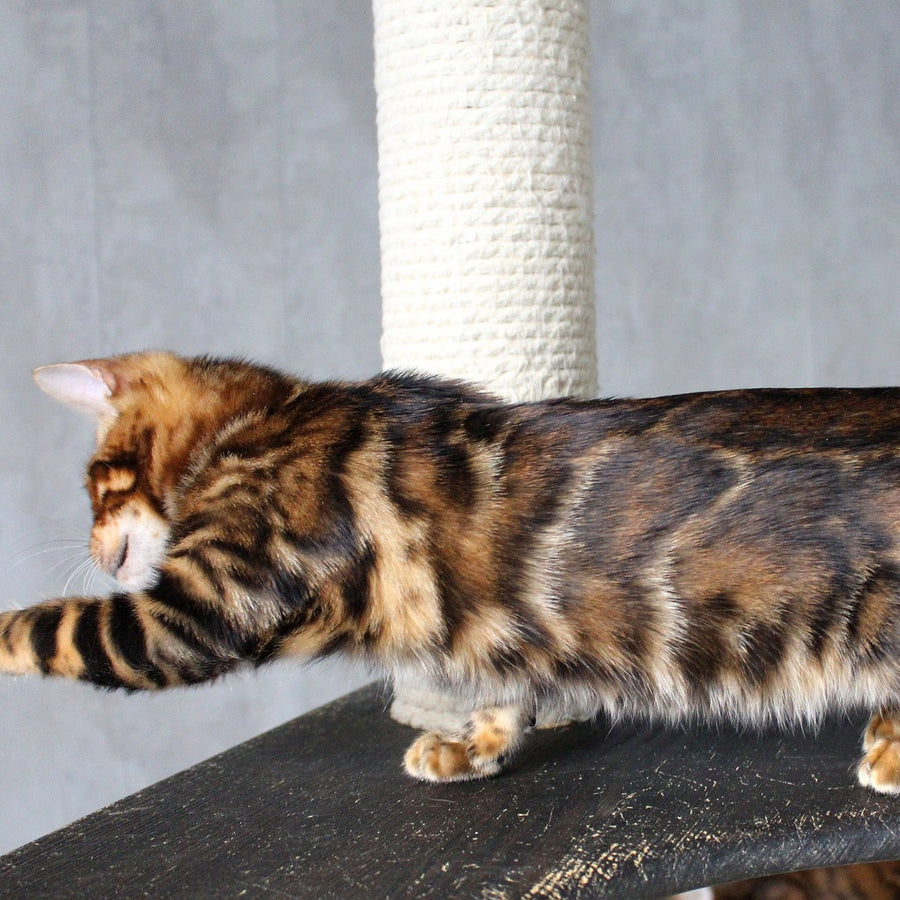 Elby Bengal female, black spotted tabby