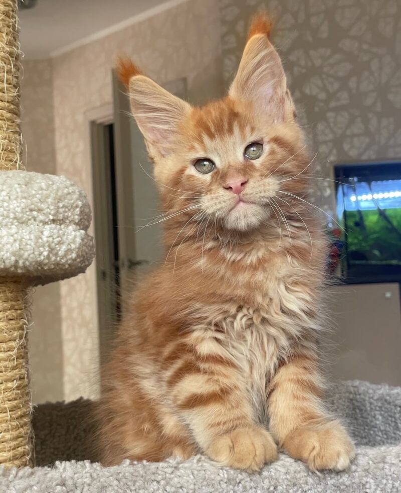 Nord Maine Coon male, red