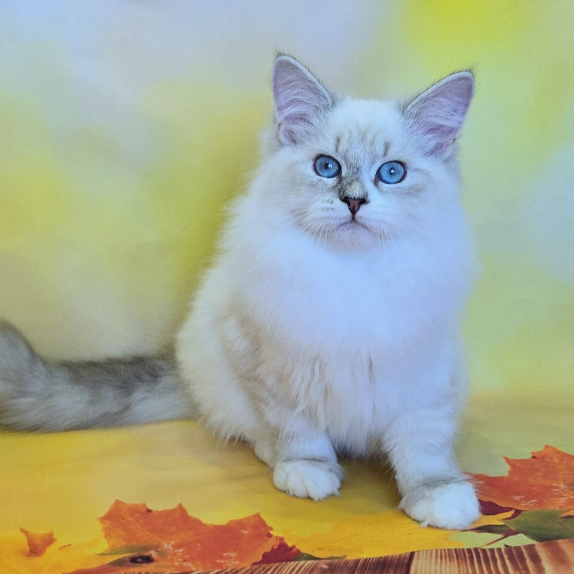 Vintage Siberian male, blue tabby pointed bicolour