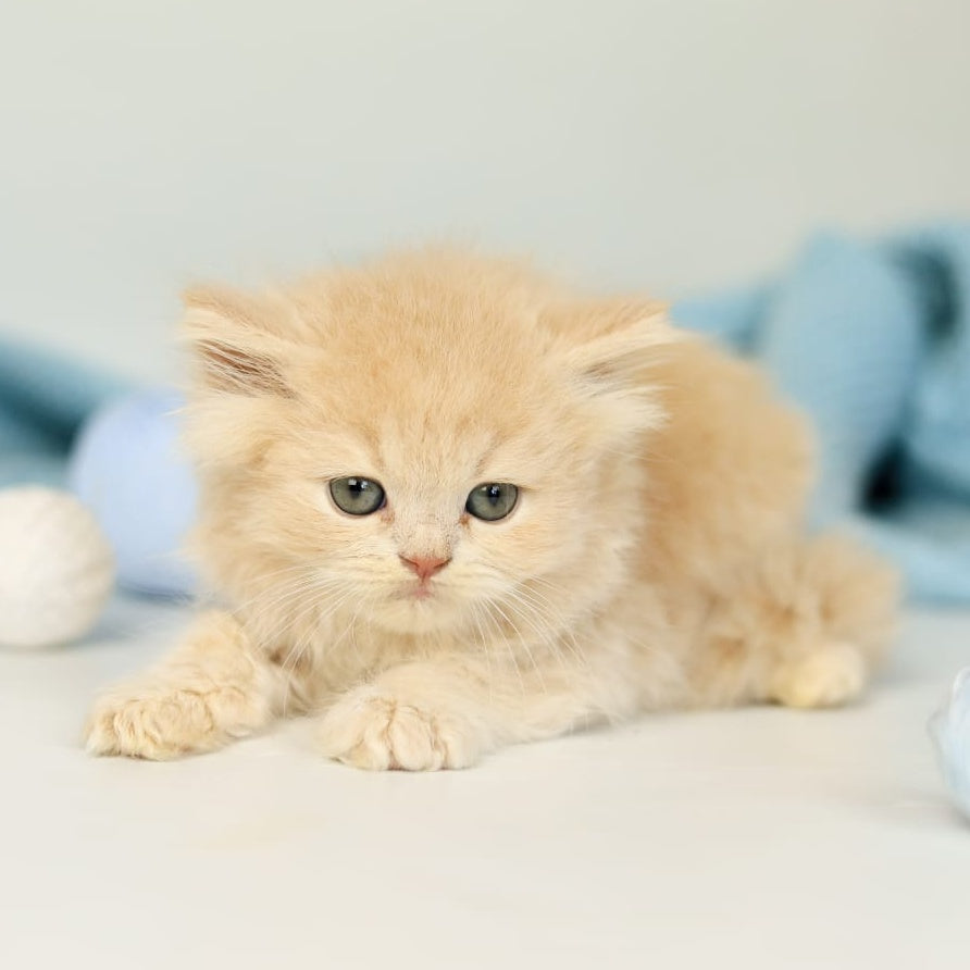 Perry British Longhair male, lilac