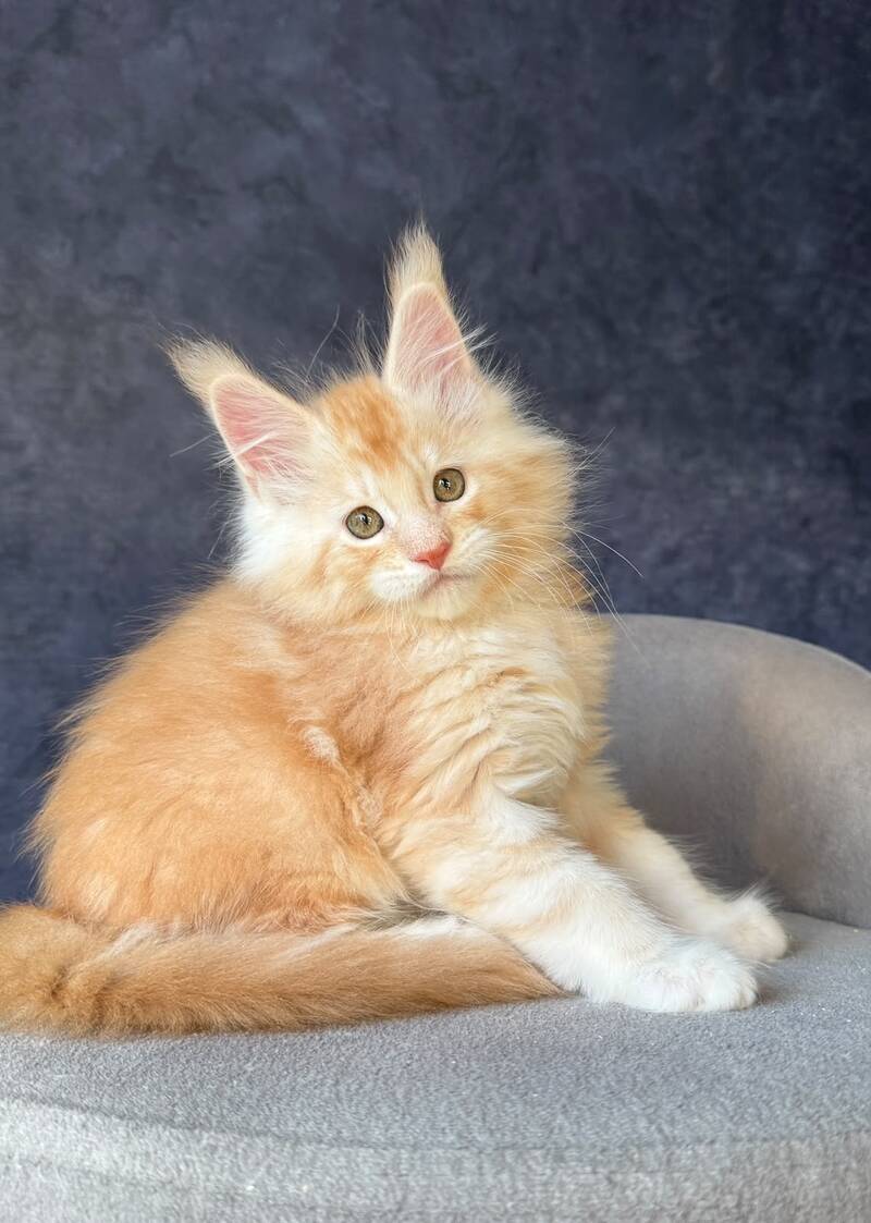 Han-Solo Maine Coon male, red silver ticked tabby