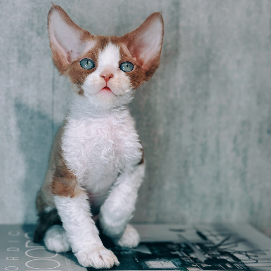 Marcel Devon Rex male, cinnamon bicolour