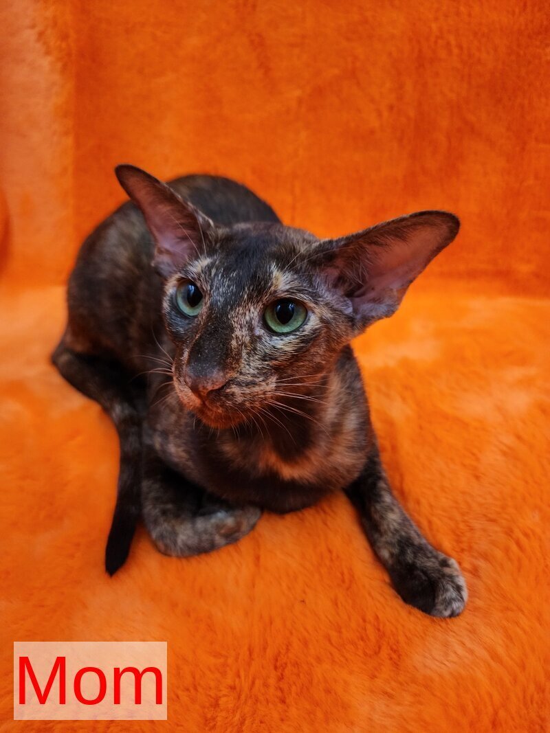 Sayuri Oriental Shorthair female, chocolate tortie