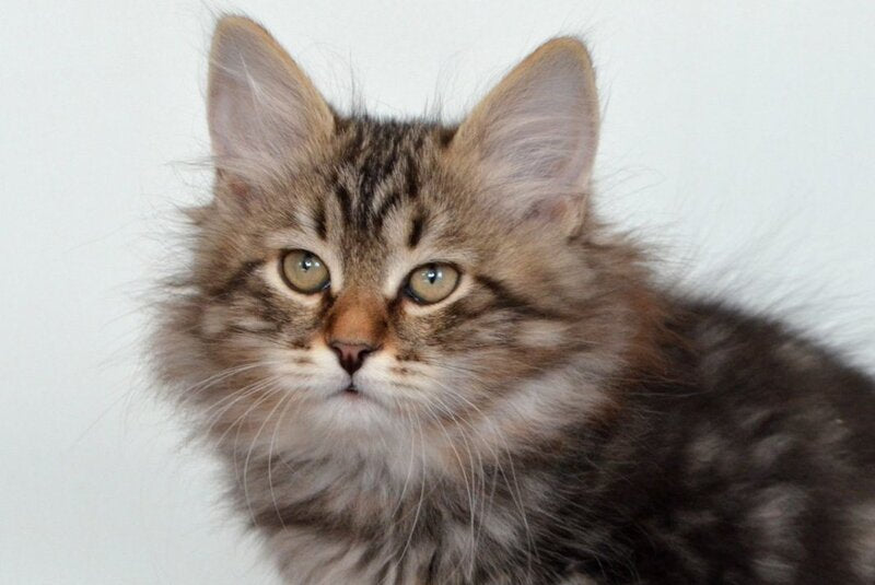 Simon Siberian male, black tabby