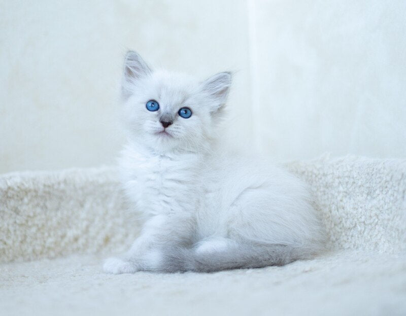 Honey Siberian female, blue with white tabby pointed