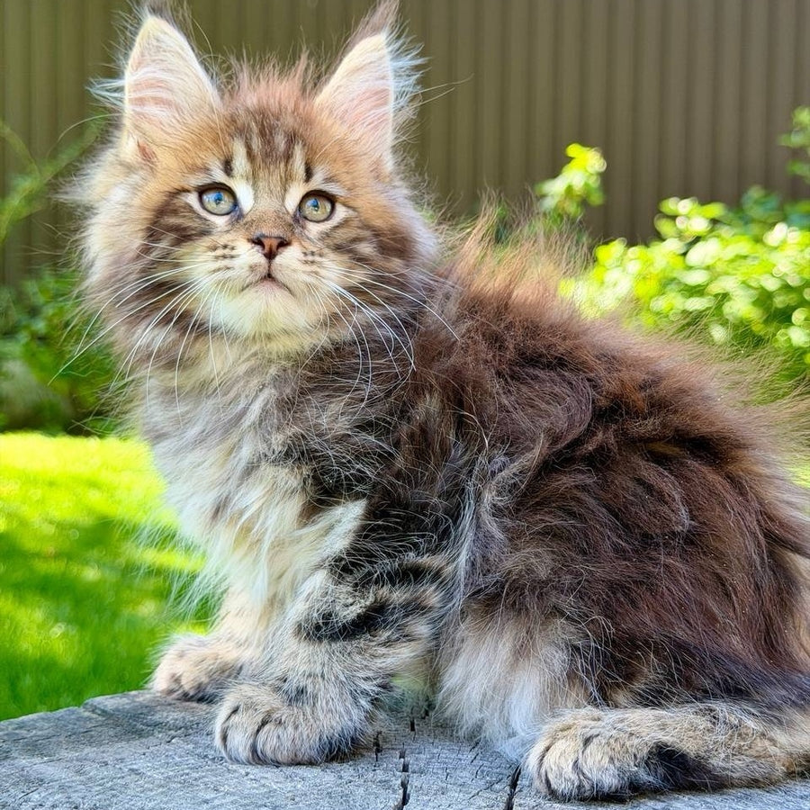 Nixx Maine Coon male, black tabby