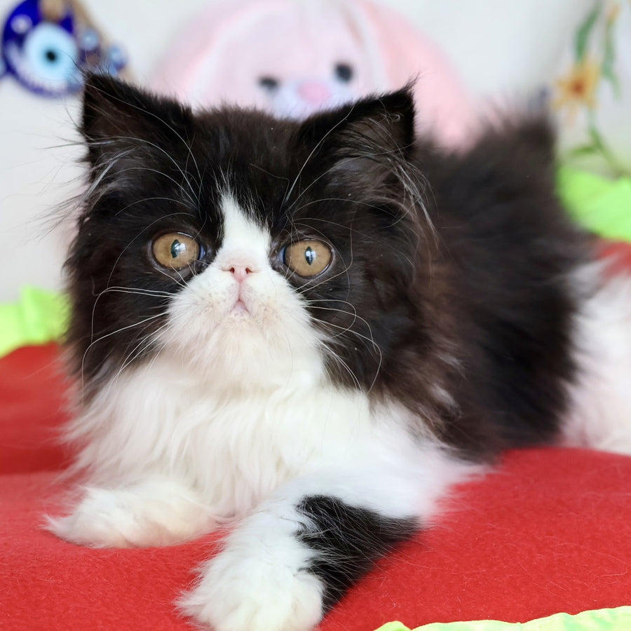 Yum Yum Persian male, black bicolour