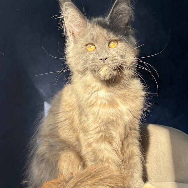 Uba Maine Coon female, blue tortie with white