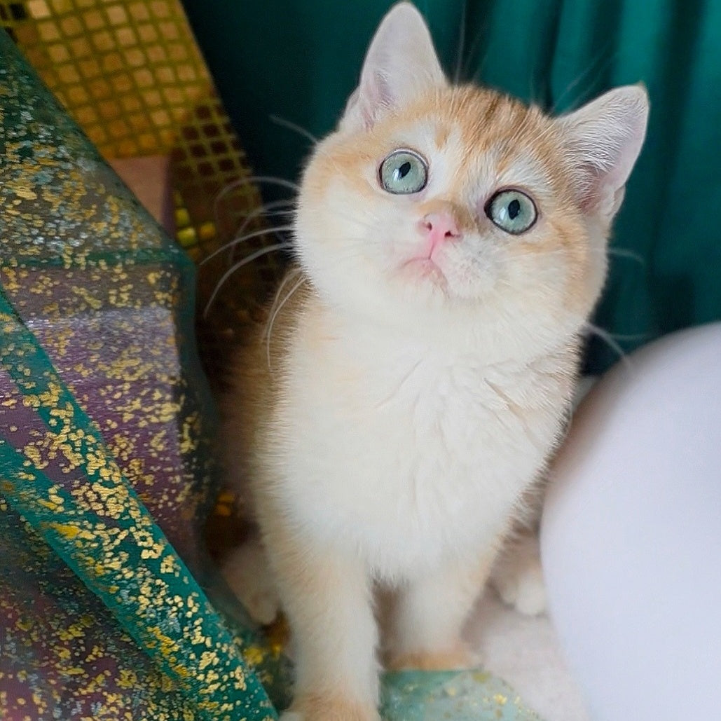 Samantha British Shorthair female, black golden chinchilla