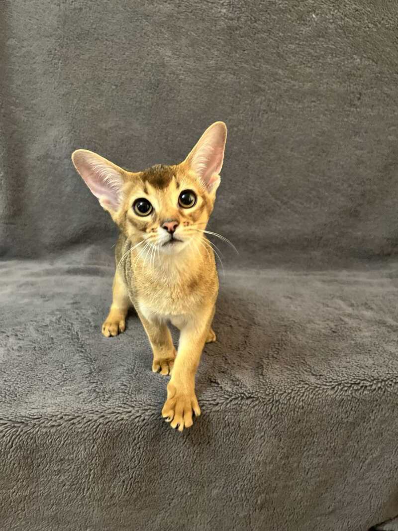 Betti Abyssinian female black - live animals