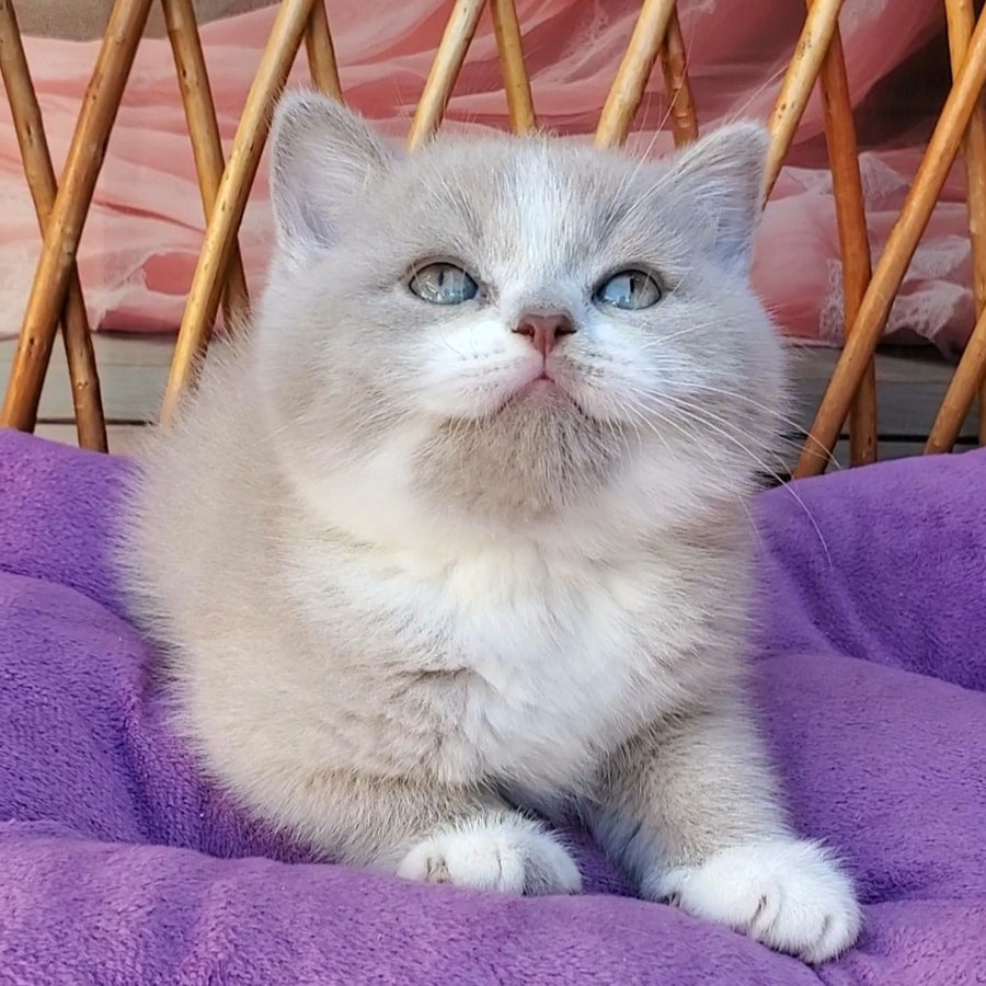 Casper British Shorthair male, lilac bicolour