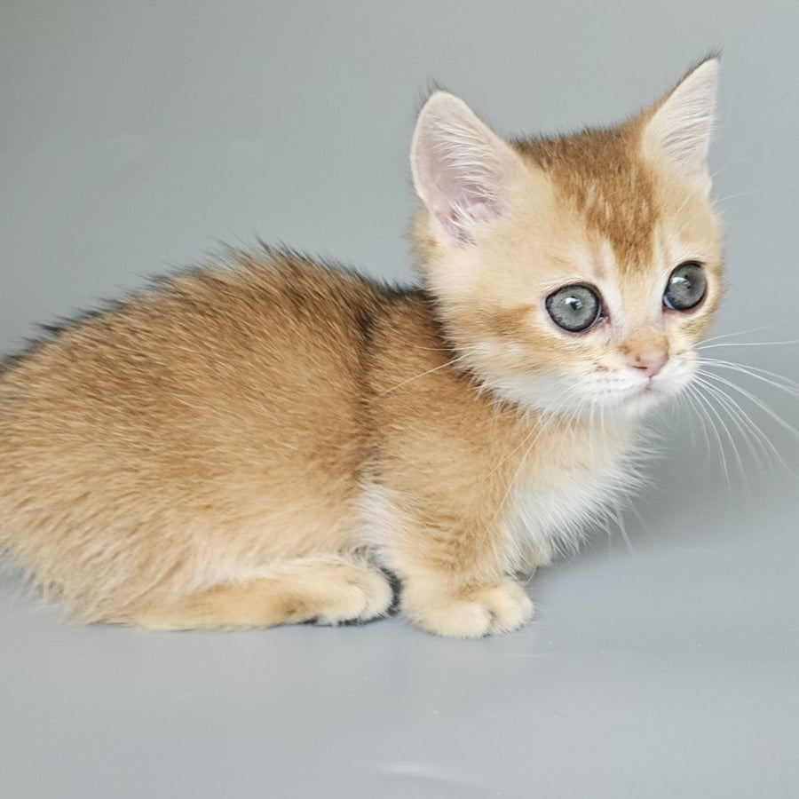 Bublik Munchkin male, black golden shaded