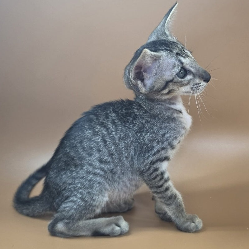 Yara Oriental Shorthair female, black spotted tabby