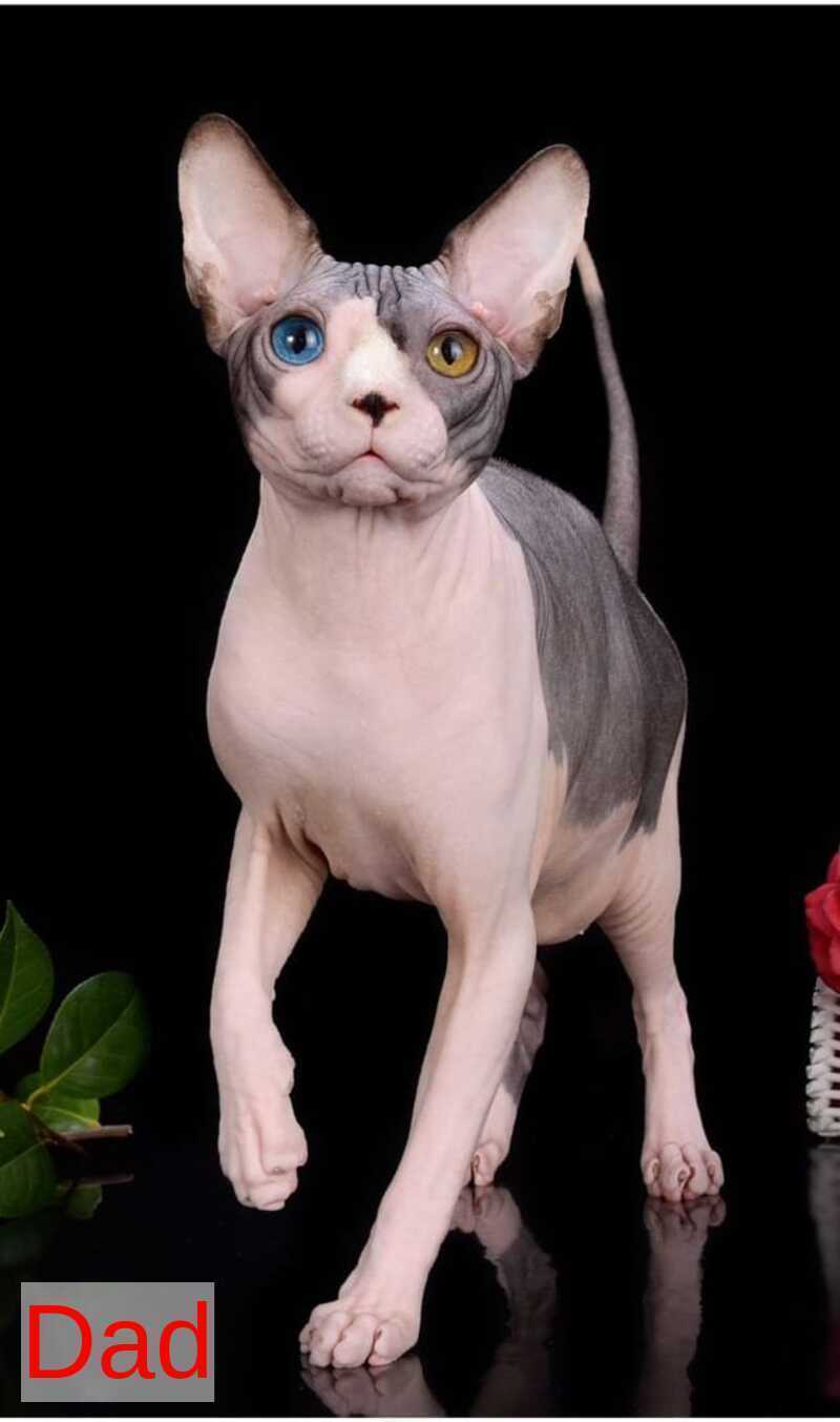 Uslada Bambino female lilac - live animals