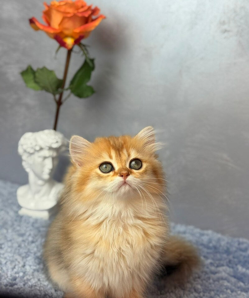 Dasha Scottish Straight female black golden shaded - live animals