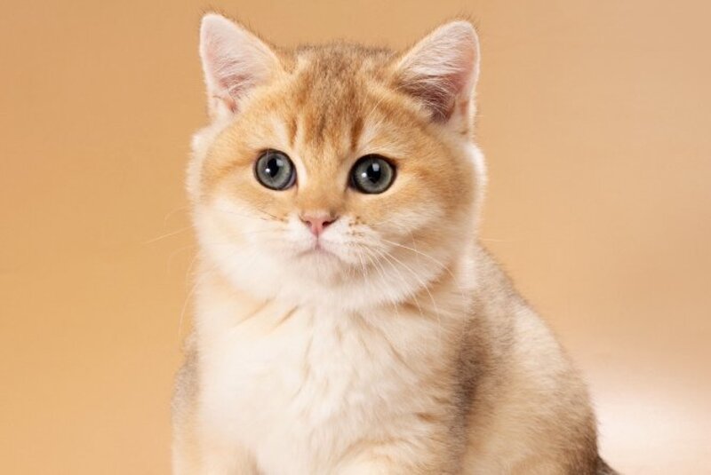 Sirius British Shorthair male, black golden shaded