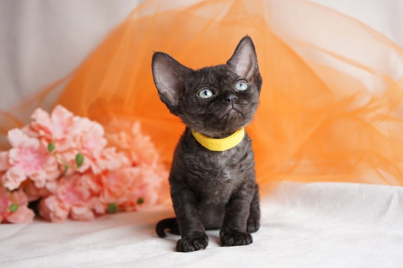 Onigiri Devon Rex female, black