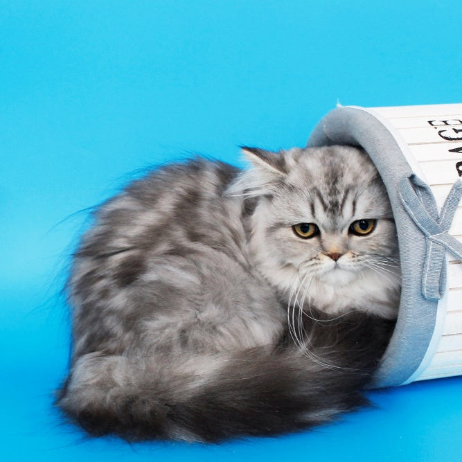 Yana British Longhair female, black silver tabby