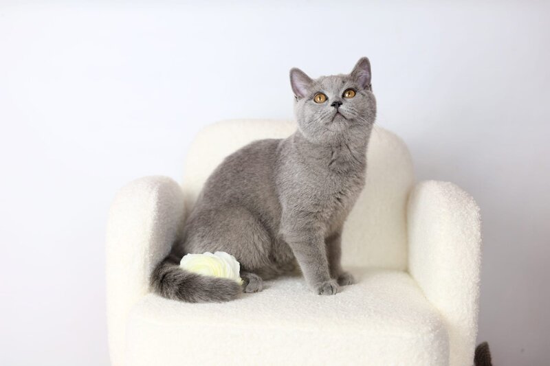 Miranda British Shorthair female blue - live animals